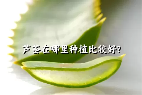 芦荟在哪里种植比较好？