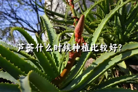 芦荟什么时候种植比较好？