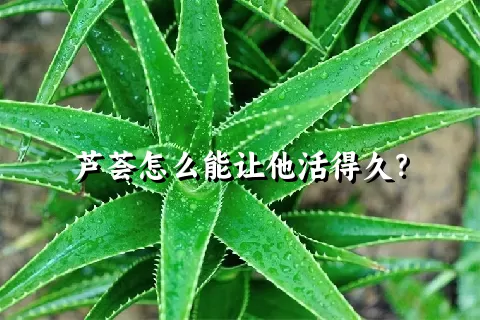 芦荟怎么能让他活得久？