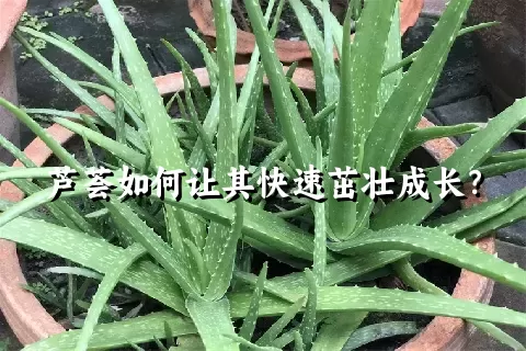 芦荟如何让其快速茁壮成长？