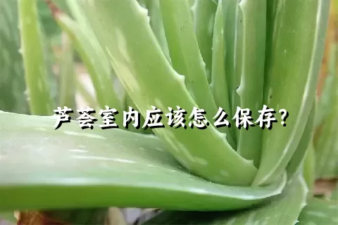 芦荟室内应该怎么保存？