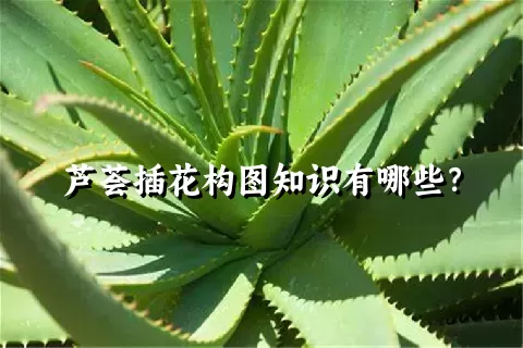 芦荟插花构图知识有哪些？