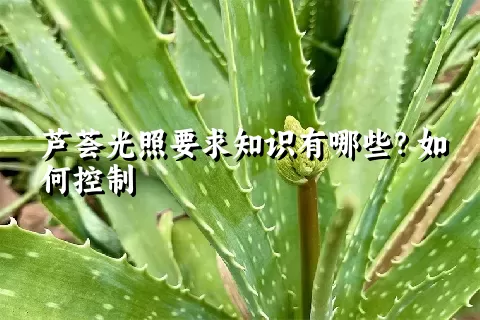 芦荟光照要求知识有哪些？如何控制