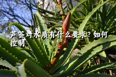 芦荟对水质有什么要求？如何控制