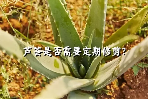 芦荟是否需要定期修剪？