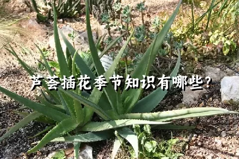 芦荟插花季节知识有哪些？