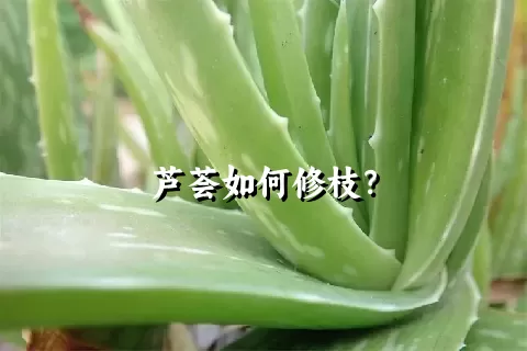 芦荟如何修枝？