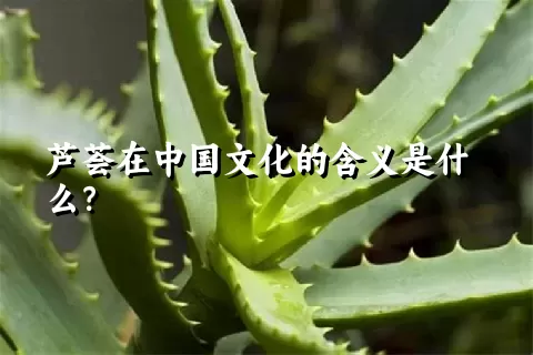 芦荟在中国文化的含义是什么？