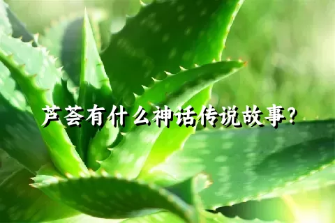 芦荟有什么神话传说故事？