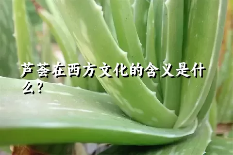 芦荟在西方文化的含义是什么？