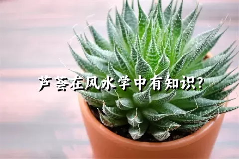 芦荟在风水学中有知识？