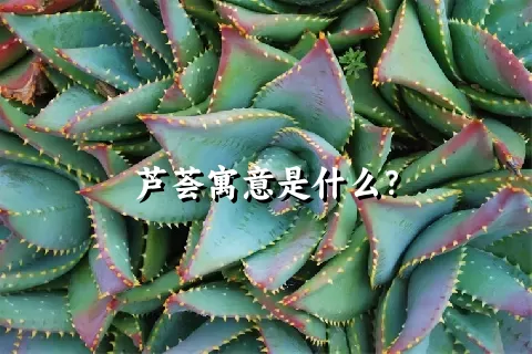 芦荟寓意是什么？