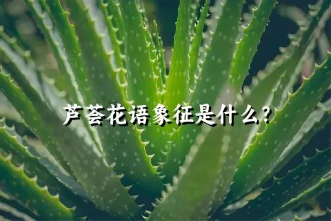 芦荟花语象征是什么？