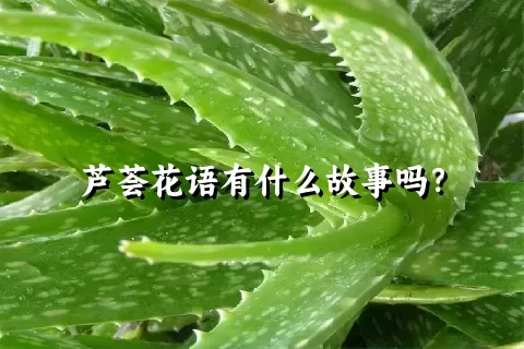 芦荟花语有什么故事吗？