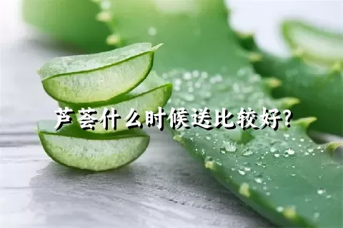 芦荟什么时候送比较好？