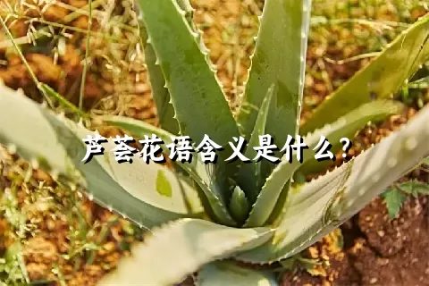 芦荟花语含义是什么？