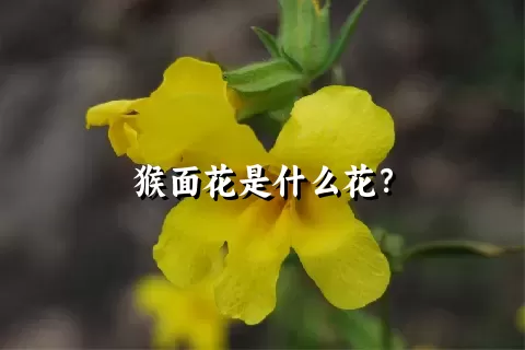 猴面花是什么花？