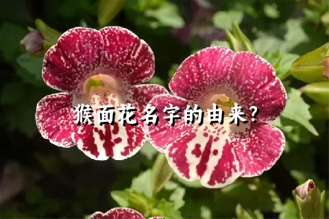 猴面花名字的由来？