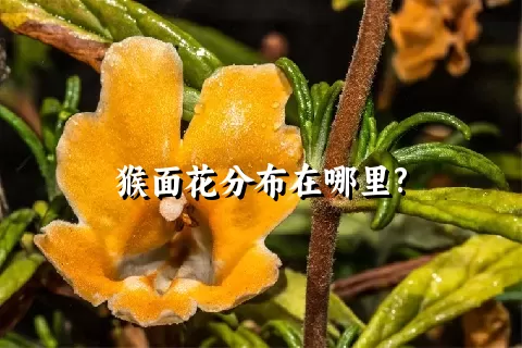 猴面花分布在哪里?