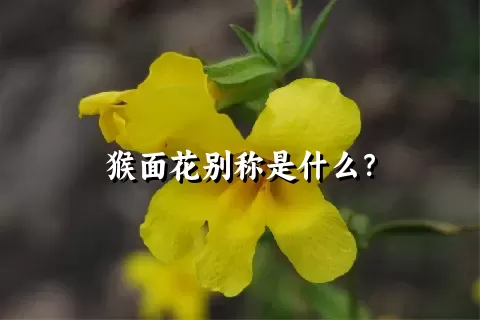 猴面花别称是什么？