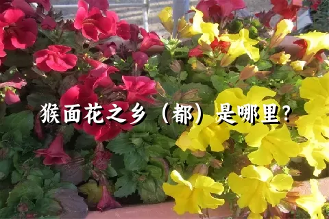 猴面花之乡（都）是哪里？