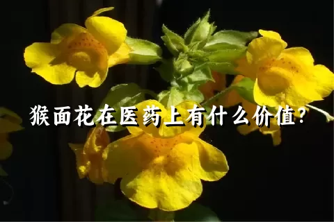 猴面花在医药上有什么价值？