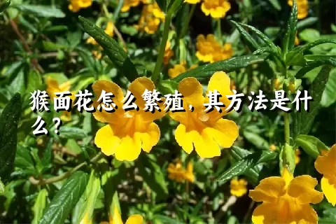 猴面花怎么繁殖，其方法是什么？