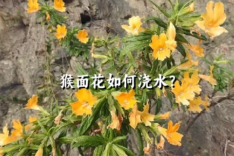 猴面花如何浇水？