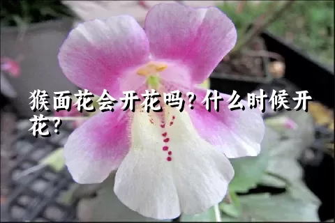 猴面花会开花吗？什么时候开花？