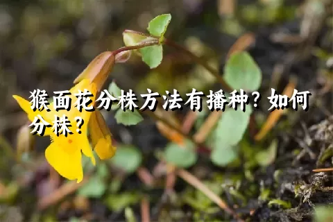 猴面花分株方法有播种？如何分株？