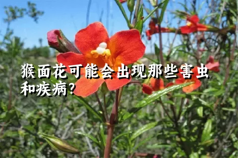 猴面花可能会出现那些害虫和疾病？