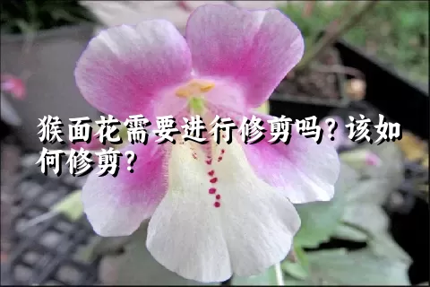 猴面花需要进行修剪吗？该如何修剪？