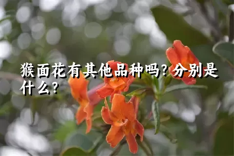 猴面花有其他品种吗？分别是什么？