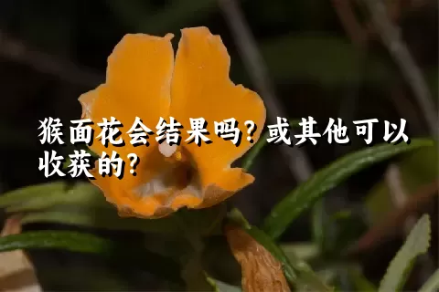 猴面花会结果吗？或其他可以收获的？