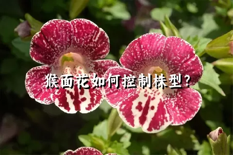 猴面花如何控制株型？