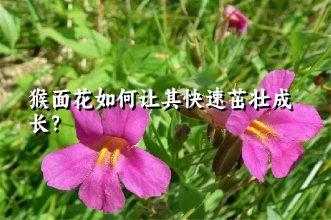 猴面花如何让其快速茁壮成长？