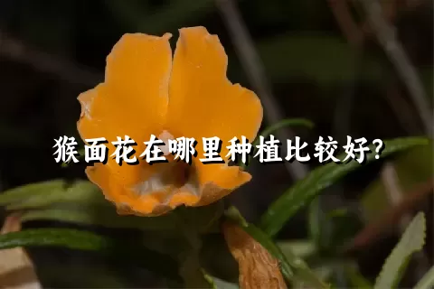 猴面花在哪里种植比较好？