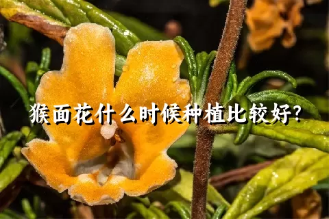 猴面花什么时候种植比较好？