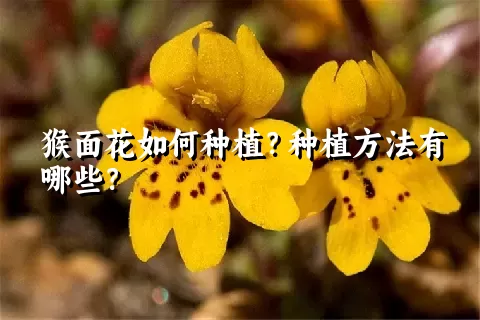 猴面花如何种植？种植方法有哪些？