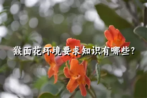 猴面花环境要求知识有哪些？