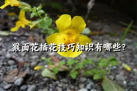 猴面花插花技巧知识有哪些？