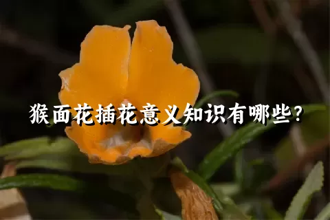 猴面花插花意义知识有哪些？