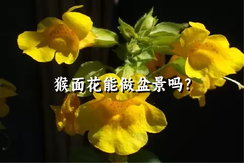 猴面花能做盆景吗？