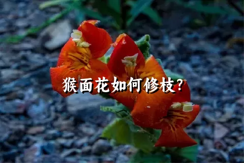 猴面花如何修枝？