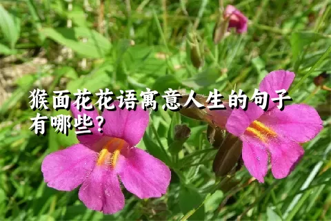 猴面花花语寓意人生的句子有哪些？