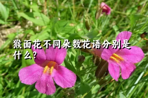 猴面花不同朵数花语分别是什么？