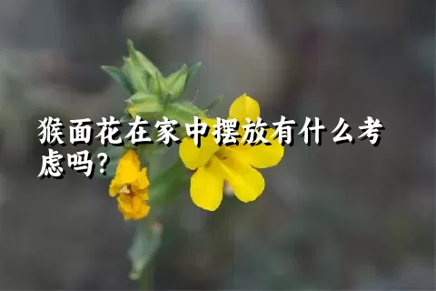 猴面花在家中摆放有什么考虑吗？