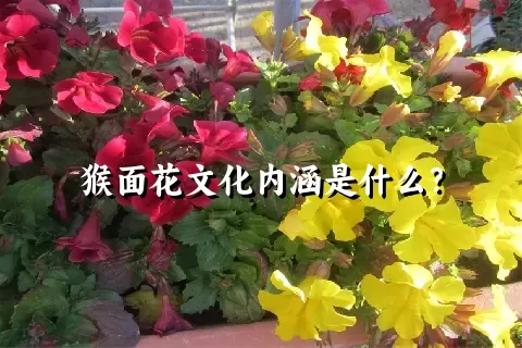 猴面花文化内涵是什么？