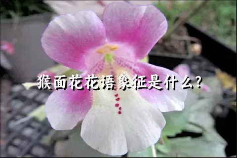 猴面花花语象征是什么？