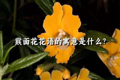 猴面花花语的寓意是什么？